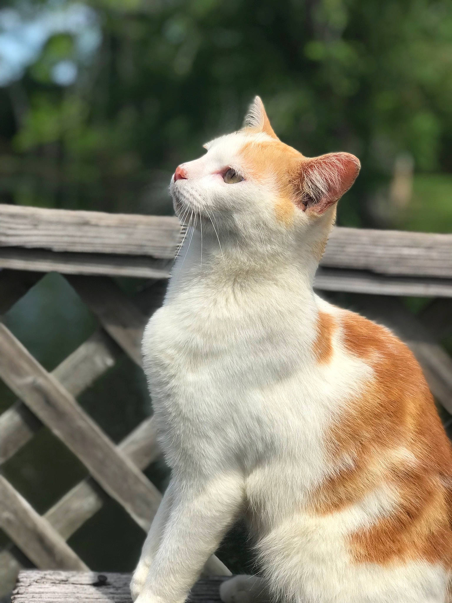 Korn is registered to the contest to win money with this photo: art, carnivore, cat, claw, domestic_short_haired_cat, fawn, felidae, fur, grass, paw, sitting, small_to_medium_sized_cats, snout, tail, terrestrial_animal, whiskers, wildlife, window, wood