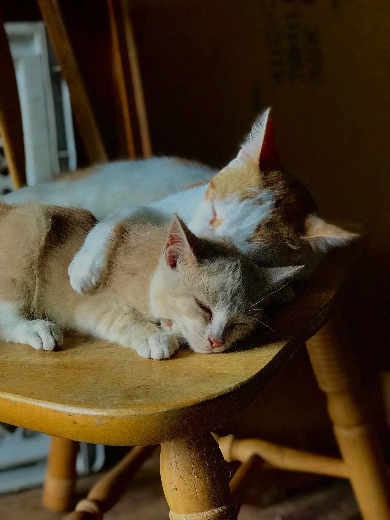 Korn is registered to the contest to win money with this photo: carnivore, cat, cat_supply, chair, claw, comfort, domestic_short_haired_cat, fawn, felidae, flooring, fur, hardwood, outdoor_furniture, paw, sitting, small_to_medium_sized_cats, snout, tail, whiskers, wood