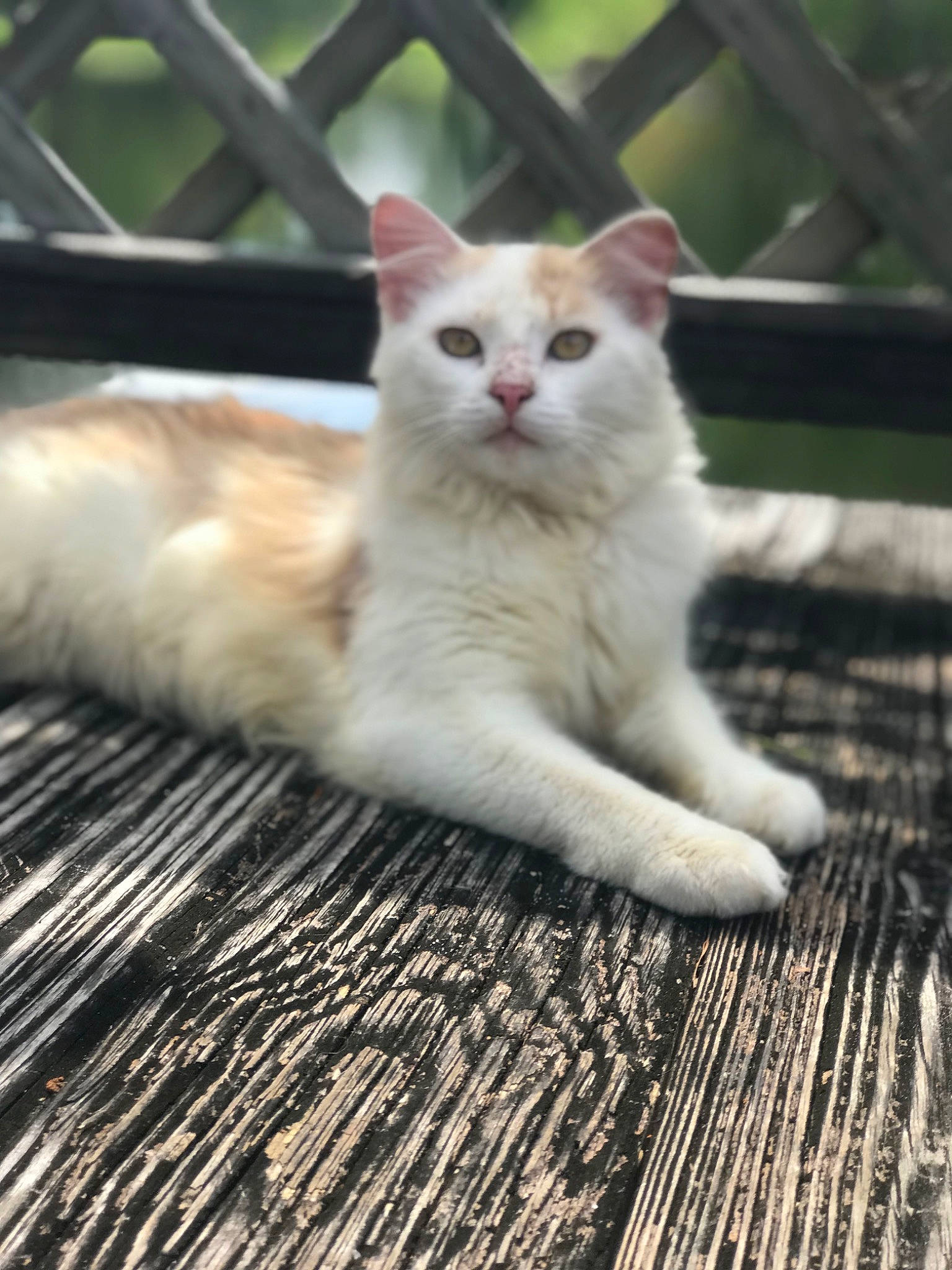 Shoto joined the competition — help win amazing prizes! carnivore, cat, claw, domestic_short_haired_cat, fawn, felidae, fence, flooring, fur, hardwood, paw, sitting, small_to_medium_sized_cats, snout, tail, terrestrial_animal, whiskers, wood, wood_flooring