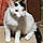 Millie