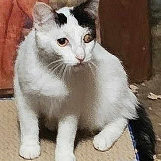 Millie is registered to the contest to win money with this photo: alert, animal, black_markings, cat, closeup, curious, domestic_cat, ears, feline, floor, four_legs, fur, indoor, looking_away, pet, sitting, tail, whiskers, white_cat, wooden_door