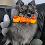 dog, toy, indoor, fluffy, grey, couch, lamp, pet, animal, fur, ears, sitting, mouth, playful, cute, household, living_room, domestic_animal, companion, furniture