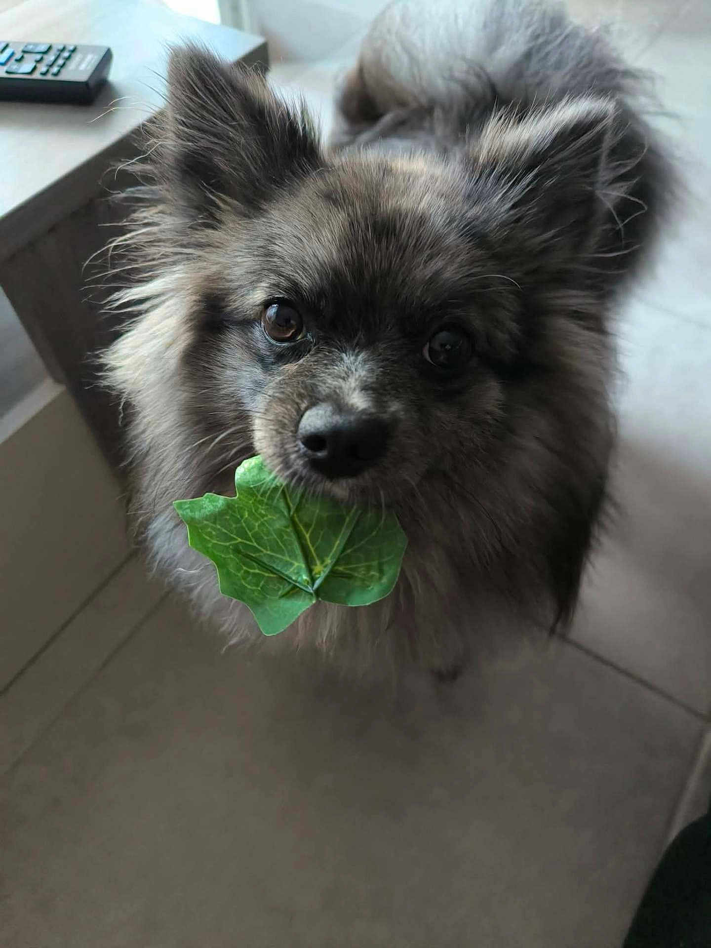 Mia
