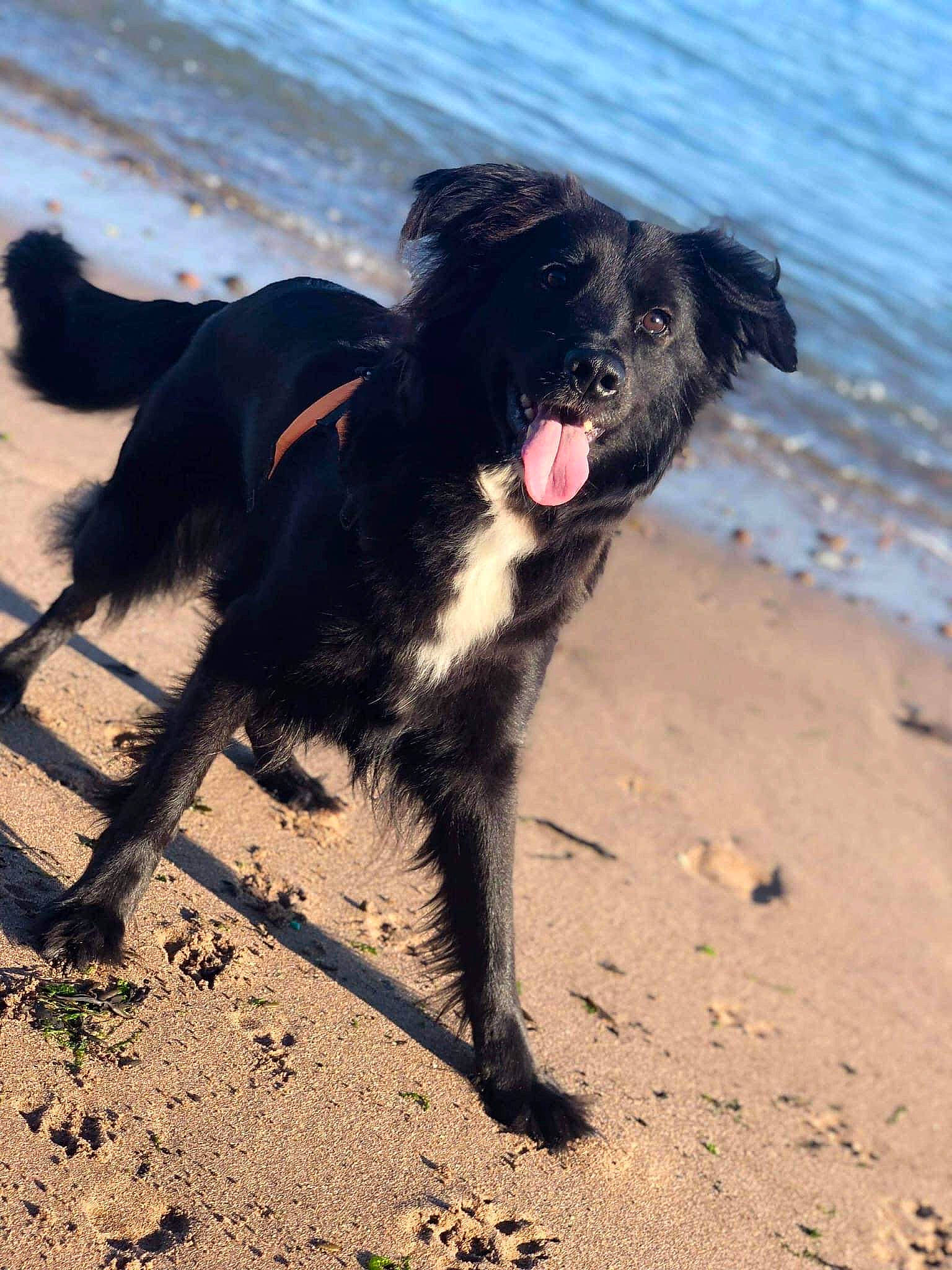Jinx is registered to the contest to win money with this photo: beach, border_collie, canidae, carnivore, coast, companion_dog, dog, dog_breed, dog_collar, ocean, sand, shadow, snout, soil, tail, water, wave, wind_wave, working_animal, working_dog