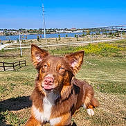 Miss Maple joined the competition — help win amazing prizes! dog, brown_dog, grass, outdoor, park, river, bridge, sunny, blue_sky, nature, pet, animal, playful, tongue_out, landscape, fence, trees, path, field, daytime