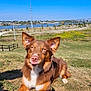 dog, brown_dog, grass, outdoor, park, river, bridge, sunny, blue_sky, nature, pet, animal, playful, tongue_out, landscape, fence, trees, path, field, daytime