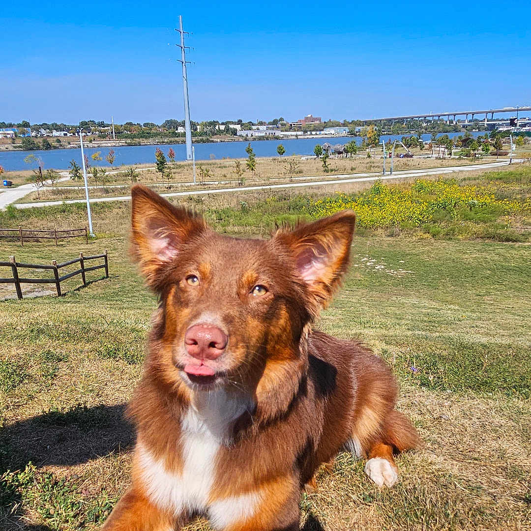 Miss Maple joined the competition — help win amazing prizes! animal, blue_sky, bridge, brown_dog, daytime, dog, fence, field, grass, landscape, nature, outdoor, park, path, pet, playful, river, sunny, tongue_out, trees