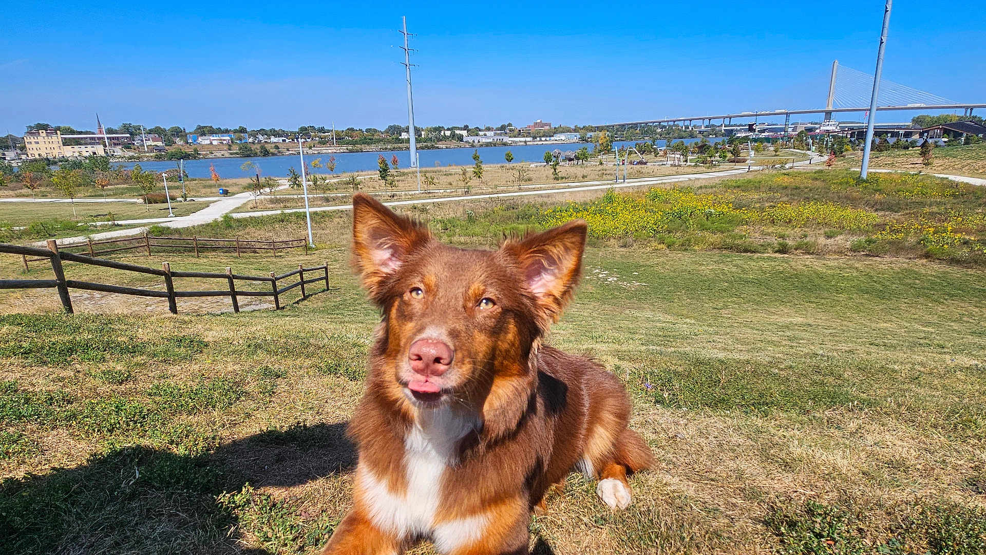 Miss Maple joined the competition — help win amazing prizes! dog, brown_dog, grass, outdoor, park, river, bridge, sunny, blue_sky, nature, pet, animal, playful, tongue_out, landscape, fence, trees, path, field, daytime