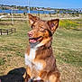 Miss Maple is registered to the contest to win money with this photo: dog, brown_dog, white_fur, grass, park, outdoor, sunny, blue_sky, river, fence, trees, happy, pet, canine, nature, daytime, ears_up, tongue_out, sitting, animal