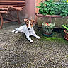 Sookie a rejoint le concours — aidez-le/la à gagner de superbes lots ! animal, bench, brown_and_white, calm, daylight, dog, flowers, garden, greenery, jack_russell_terrier, lying_down, nature, outdoor, pet, potted_plants, relaxing, rustic, small_dog, stone_ground, wooden_bench