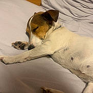 Sookie participe au concours pour gagner de l'argent avec cette photo : animal, bed, brown, canine, closeup, comfort, cozy, cute, dog, fur, home, indoors, napping, paw, pet, relaxed, rest, sleeping, soft, white