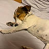 animal, bed, brown, canine, closeup, comfort, cozy, cute, dog, fur, home, indoors, napping, paw, pet, relaxed, rest, sleeping, soft, white