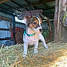 Sookie participe au concours pour gagner de l'argent avec cette photo : agriculture, alert, animal, barn, brown, collar, curious, cute, dog, farm, indoor, metal, pet, puppy, rustic, straw, sunlight, white, wood, young