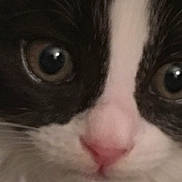 Luna joined the competition — help win amazing prizes! aegean_cat, american_wirehair, cat, cat_like_mammal, close_up, domestic_short_haired_cat, eye, face, fur, iris, kitten, nose, organ, small_to_medium_sized_cats, snout, whiskers