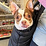 dog, chihuahua, pet, close_up, portrait, big_eyes, ears_up, tongue_out, jacket, puffy_coat, owner_arm, indoor, store_shelves, retail, hardware, curious, adorable, small_dog, brown_and_white, leashed