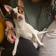 Busterroo is registered to the contest to win money with this photo: dog, chihuahua, small_dog, pet, sitting, lap, person, hand, paw, large_eyes, perky_ears, indoor, couch, diaper, casual_clothing, scrunchie, relaxed, portrait, white_and_brown, cute