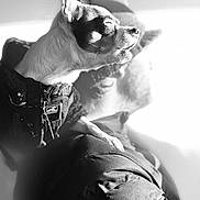 Teenytiny is registered to the contest to win money with this photo: dog, chihuahua, pet, small_dog, black_and_white, high_contrast, sunlight, shadow, indoor, lap, person, cozy, portrait, ears, whiskers, jacket, harness, relaxing, close_up, soft_light