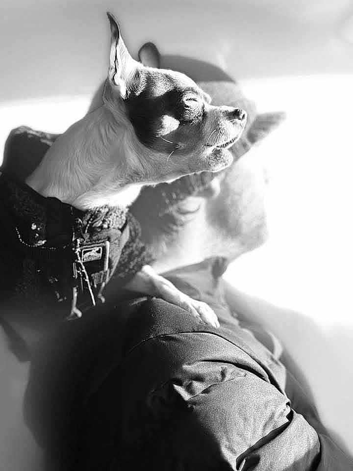 Teenytiny is registered to the contest to win money with this photo: dog, chihuahua, pet, small_dog, black_and_white, high_contrast, sunlight, shadow, indoor, lap, person, cozy, portrait, ears, whiskers, jacket, harness, relaxing, close_up, soft_light