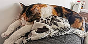 Keyla participe au concours pour gagner de l'argent avec cette photo : animal, blanket, calico, cat, closeup, comfort, couch, cozy, feline, fur, home, indoor, nap, pattern, paw, pet, relaxing, resting, sleeping, soft