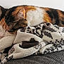animal, blanket, calico, cat, closeup, comfort, couch, cozy, feline, fur, home, indoor, nap, pattern, paw, pet, relaxing, resting, sleeping, soft