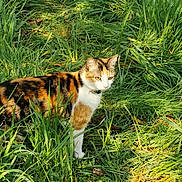 Keyla a rejoint le concours — aidez-le/la à gagner de superbes lots ! alert, animal, calico, cat, colorful, curious, daylight, eyes, feline, field, fur, grass, greenery, mammal, nature, outdoor, pet, sunlight, whiskers, wildlife
