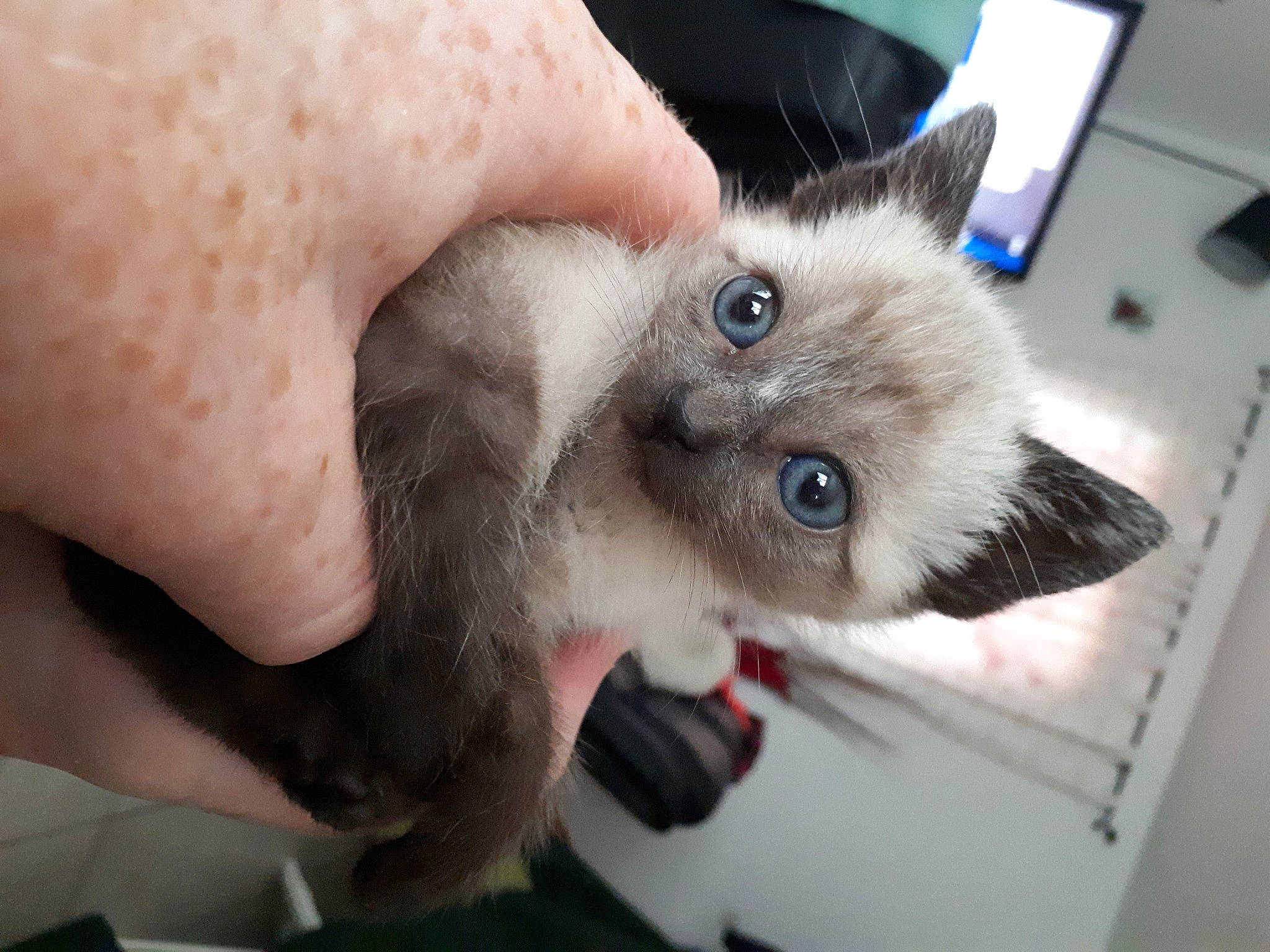 Nouka participe au concours pour gagner de l'argent avec cette photo : balinese, birman, carnivore, cat, domestic_short_haired_cat, ear, eyelash, fawn, felidae, fur, nail, paw, siamese, small_to_medium_sized_cats, snout, thai, tonkinese, whiskers