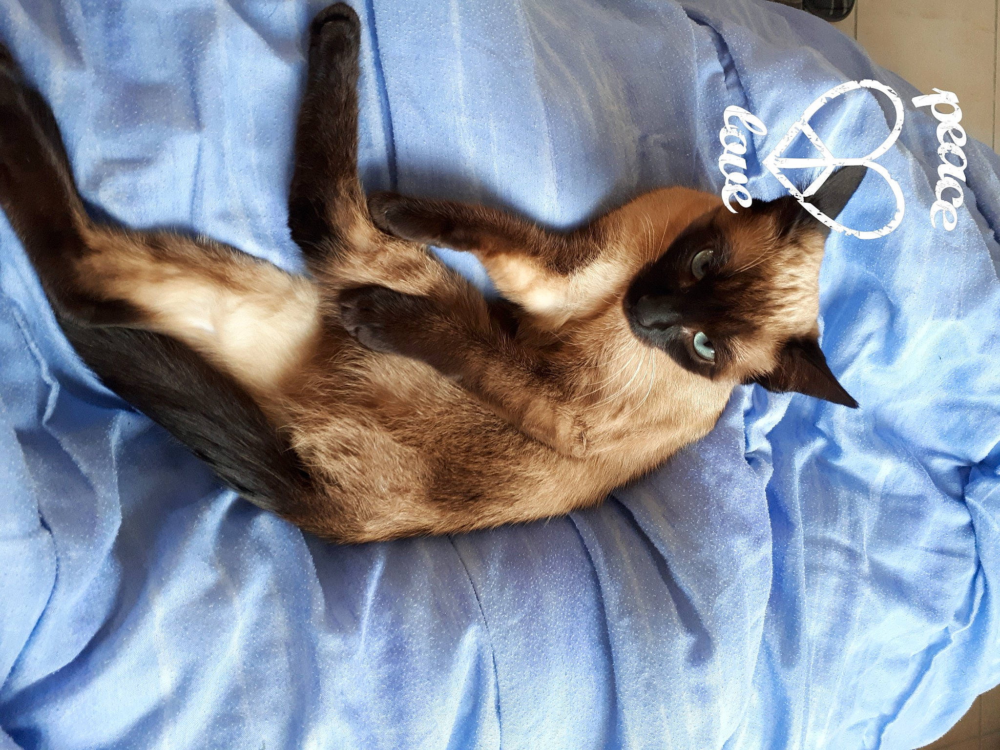 Nouka participe au concours pour gagner de l'argent avec cette photo : balinese, canidae, carnivore, cat, claw, comfort, companion_dog, dog_breed, domestic_short_haired_cat, fawn, felidae, fur, human_leg, linens, nap, siamese, small_to_medium_sized_cats, thai, tonkinese, whiskers