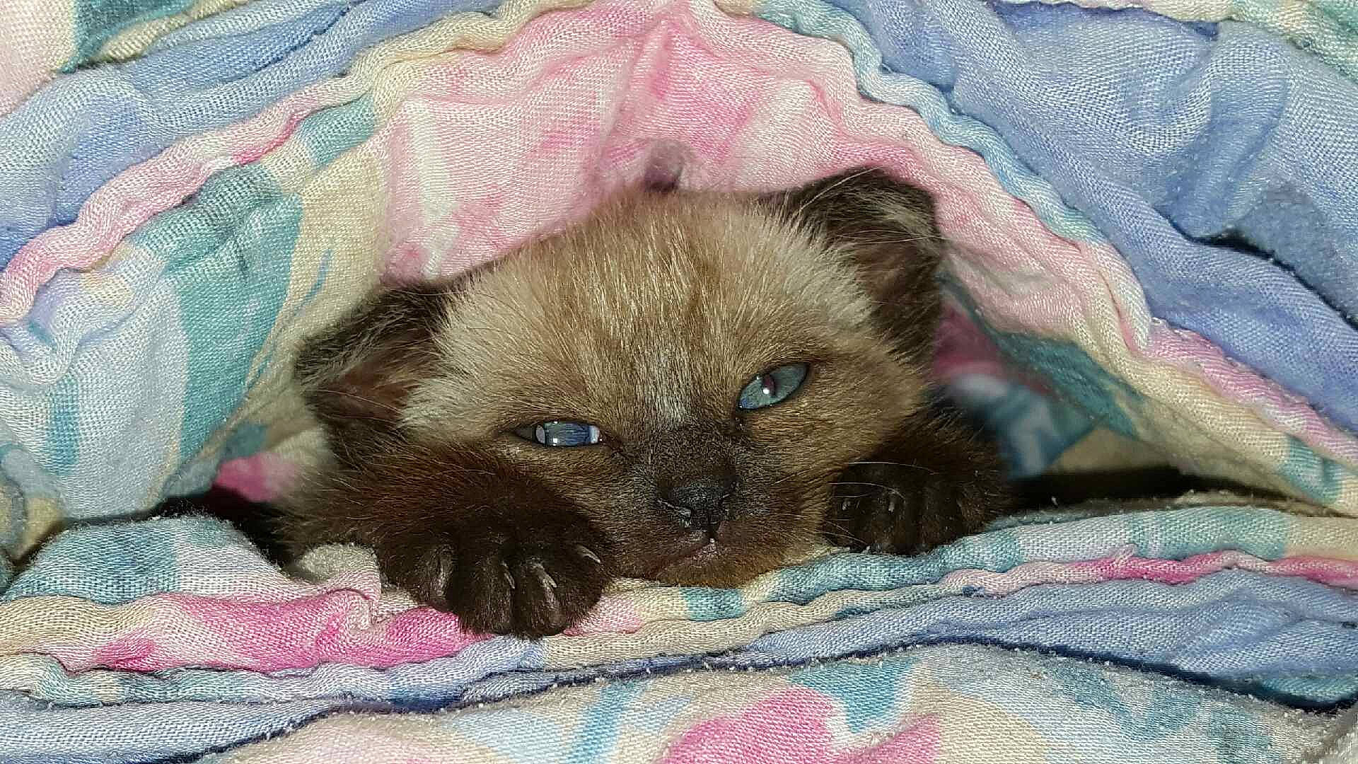 Nouka a rejoint le concours — aidez-le/la à gagner de superbes lots ! carnivore, cat, comfort, fawn, felidae, fur, linens, magenta, pattern, plant, siamese, small_to_medium_sized_cats, snout, terrestrial_animal, textile, whiskers