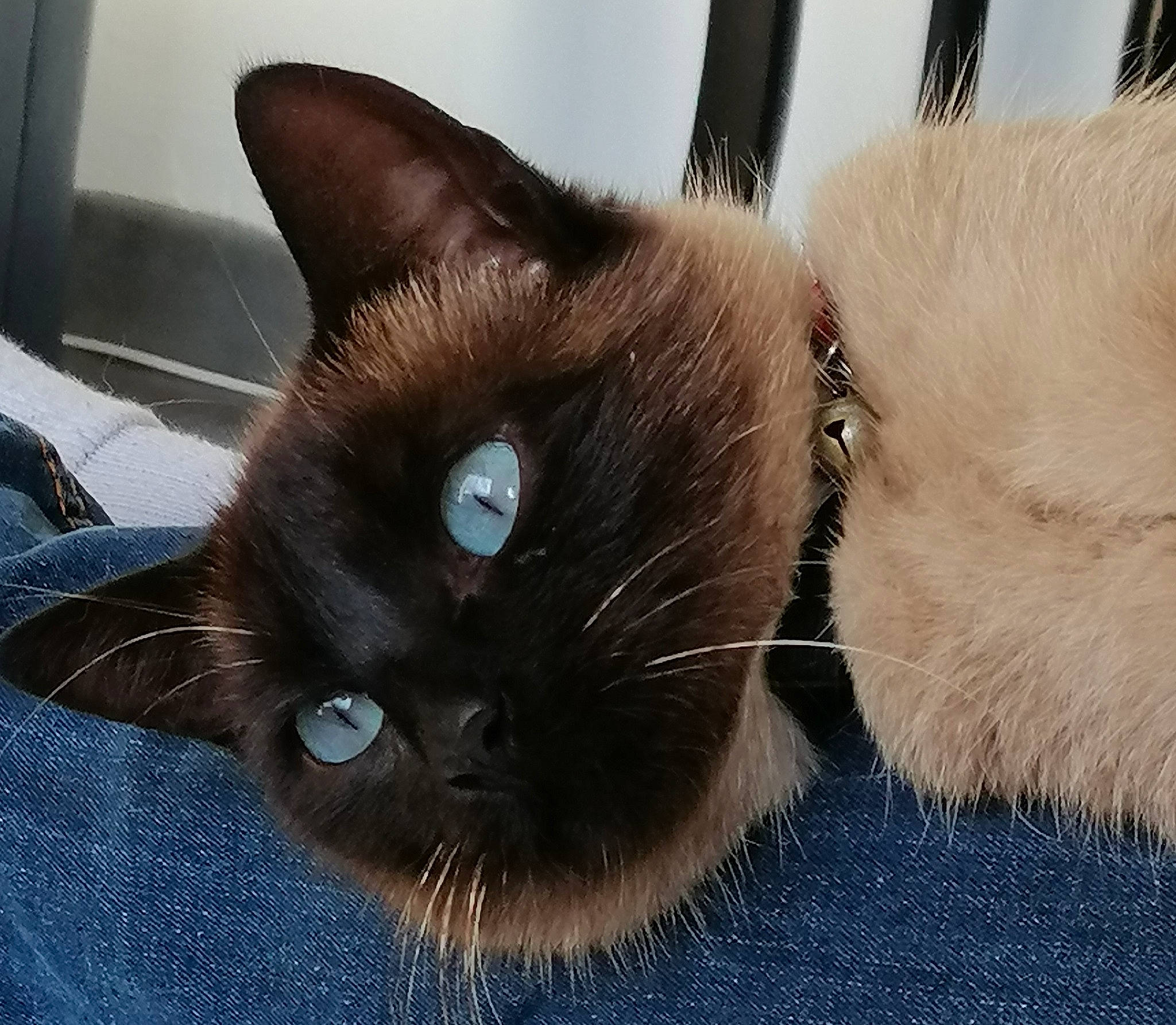 Nouka participe au concours pour gagner de l'argent avec cette photo : balinese, carnivore, cat, claw, comfort, domestic_short_haired_cat, electric_blue, fawn, felidae, fur, iris, paw, siamese, small_to_medium_sized_cats, snout, tail, terrestrial_animal, thai, whiskers