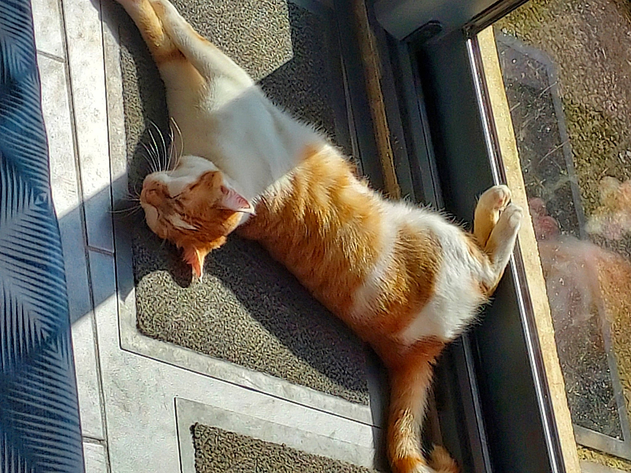 Ree'Bock a rejoint le concours — aidez-le/la à gagner de superbes lots ! canidae, carnivore, companion_dog, fawn, felidae, foot, fur, human_leg, small_to_medium_sized_cats, snout, sporting_group, tail, terrestrial_animal, tints_and_shades, toe, vehicle_door, watch, whiskers, window, wood