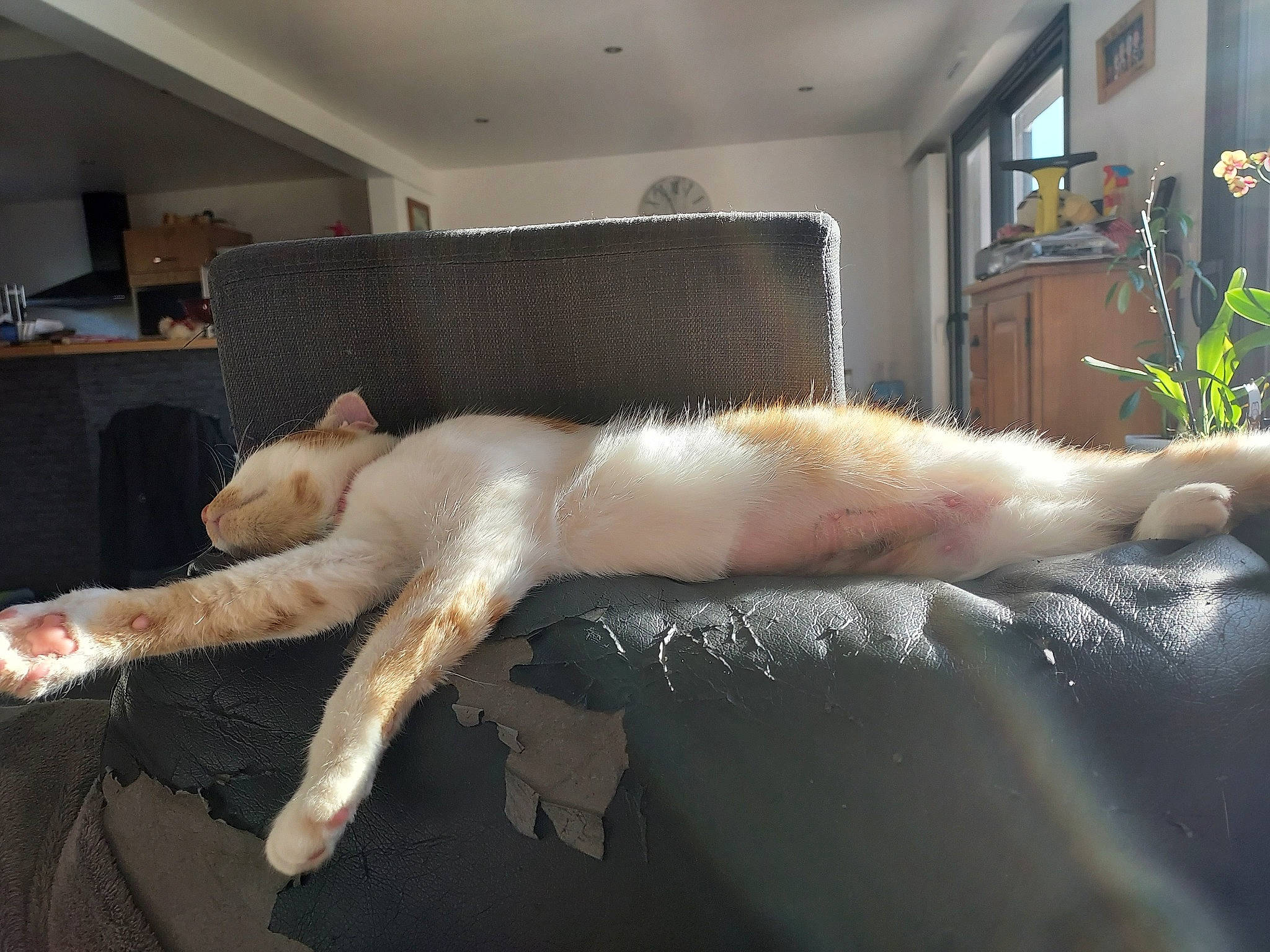 Ree'Bock participe au concours pour gagner de l'argent avec cette photo : art, bed, bedding, comfort, companion_dog, couch, duvet, fawn, felidae, flooring, fur, human_leg, knee, linens, plant, room, sporting_group, tail, window, wood