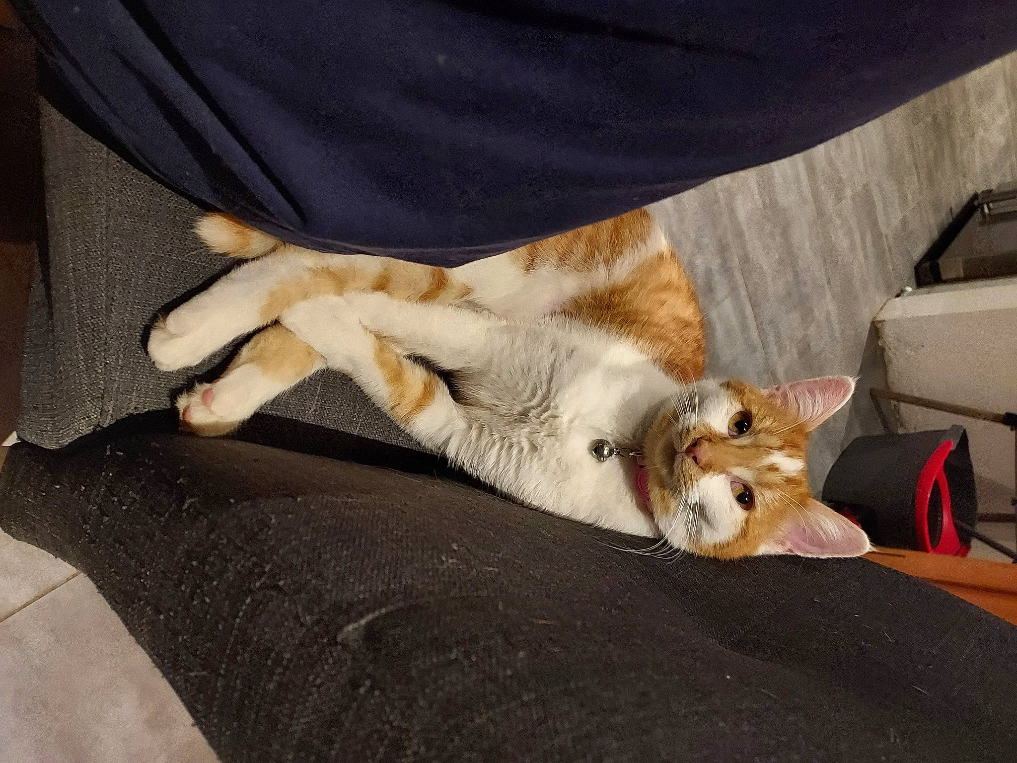 Ree'Bock a rejoint le concours — aidez-le/la à gagner de superbes lots ! canidae, carnivore, cat, claw, comfort, companion_dog, dog_breed, domestic_short_haired_cat, fawn, felidae, fur, human_leg, lap, paw, remote_control, small_to_medium_sized_cats, sporting_group, tail, whiskers, wood