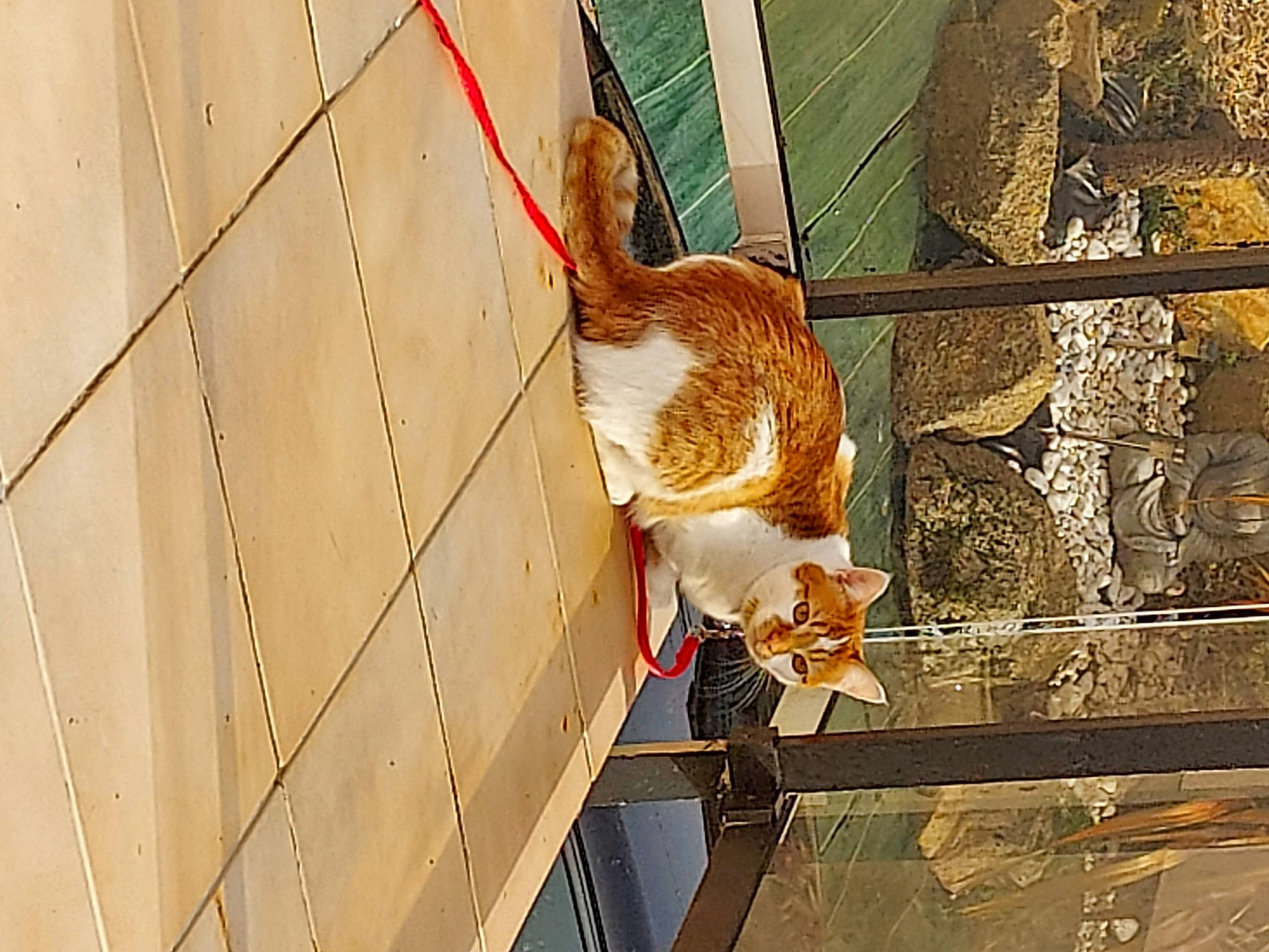 Ree'Bock participe au concours pour gagner de l'argent avec cette photo : animal_shelter, brick, cage, carnivore, cat, domestic_short_haired_cat, fawn, felidae, fur, goat, metal, orange, pet_supply, small_to_medium_sized_cats, sporting_group, tail, terrestrial_animal, whiskers, window, wood