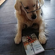 Owper a rejoint le concours — aidez-le/la à gagner de superbes lots ! canidae, carnivore, companion_dog, dog, dog_breed, dog_collar, dog_supply, fawn, flooring, fur, gun_dog, handwriting, hardwood, non_sporting_group, paw, pet_supply, sporting_group, tail, wood, working_animal
