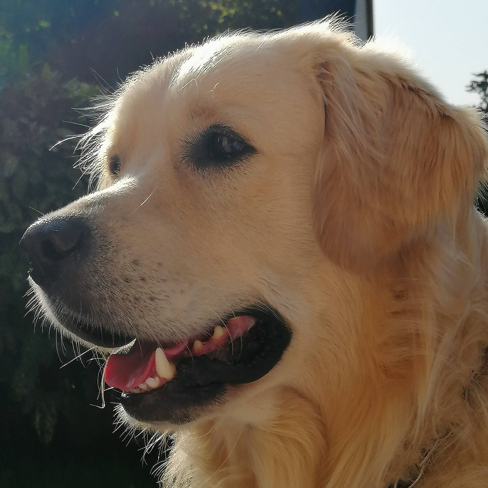 Owper a rejoint le concours — aidez-le/la à gagner de superbes lots ! ancient_dog_breeds, canidae, carnivore, companion_dog, dog, dog_breed, fang, fawn, fur, golden_retriever, gun_dog, happy, pet_supply, snout, sporting_group, tree, whiskers, working_dog