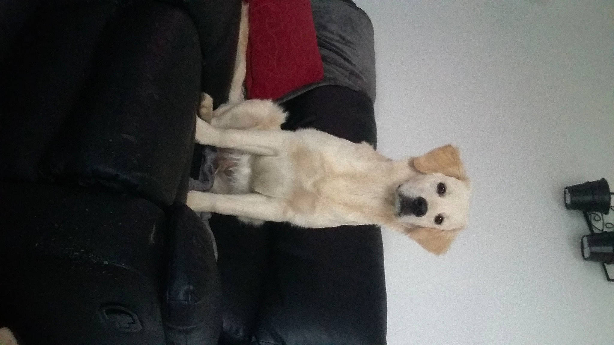 Owper participe au concours pour gagner de l'argent avec cette photo : canidae, carnivore, companion_dog, corgi_chihuahua, dog, dog_breed, fawn, felidae, fur, non_sporting_group, plush, polar_bear, sporting_group, stuffed_toy, tail, toy