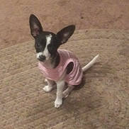Jolene is registered to the contest to win money with this photo: animal, canine, carpet, cozy, cute, dog, domestic_animal, ears, floor, fur, household, indoor, looking_up, patterned_carpet, pet, pink_sweater, sitting, small_dog, wearing_clothes, young_dog