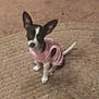 animal, canine, carpet, cozy, cute, dog, domestic_animal, ears, floor, fur, household, indoor, looking_up, patterned_carpet, pet, pink_sweater, sitting, small_dog, wearing_clothes, young_dog