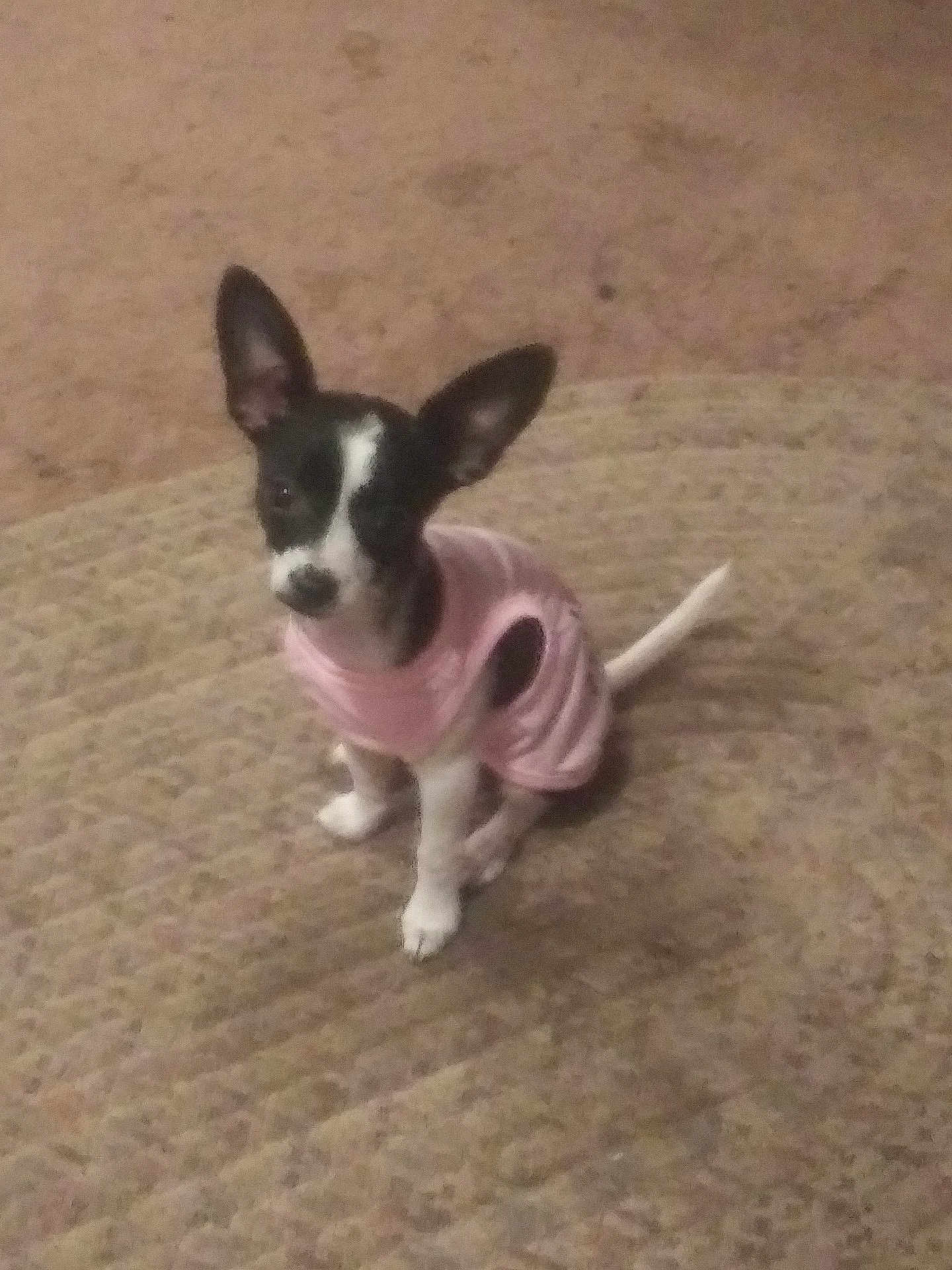 Jolene