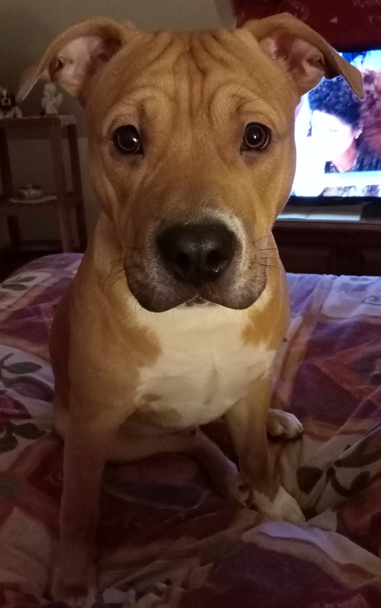 Tyron participe au concours pour gagner de l'argent avec cette photo : ancient_dog_breeds, canidae, carnivore, collar, companion_dog, dog, dog_breed, dog_collar, fawn, fur, guard_dog, non_sporting_group, snout, sporting_group, whiskers, wood, working_animal, wrinkle