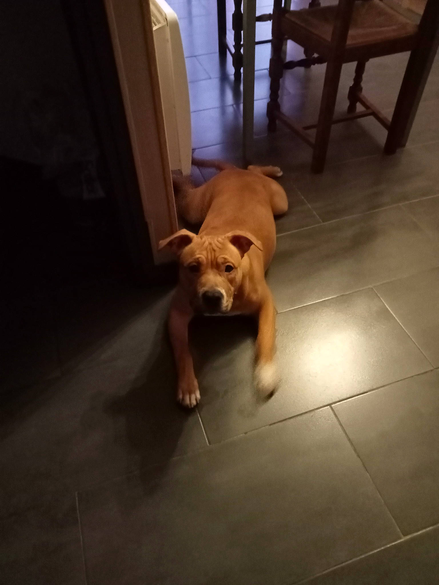 Tyron participe au concours pour gagner de l'argent avec cette photo : bulldog, carnivore, comfort, companion_dog, dog, dog_breed, fawn, floor, flooring, hardwood, laminate_flooring, paw, puppy, room, tail, tile_flooring, toy_dog, wood, wood_flooring, working_animal