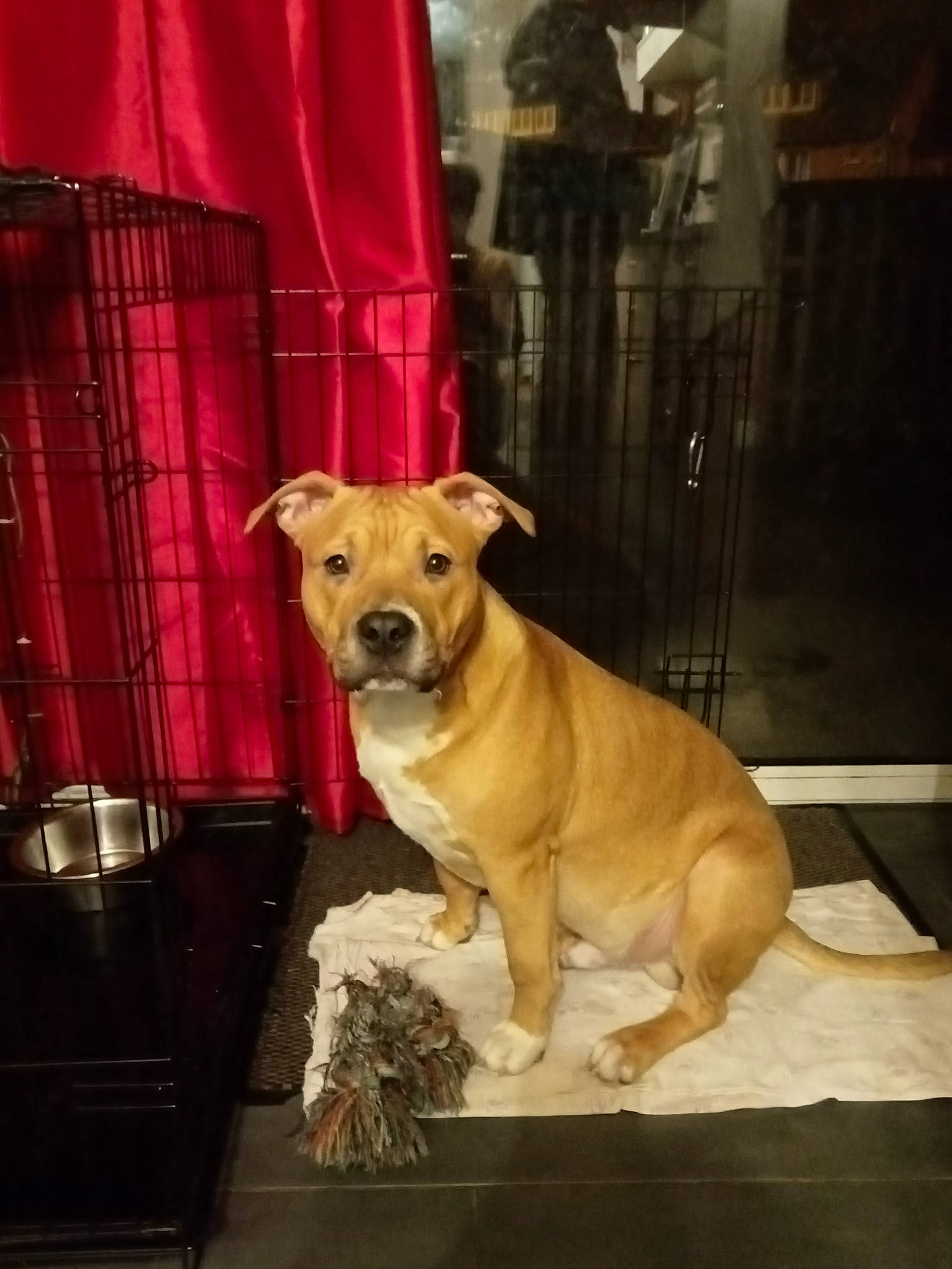 Tyron a rejoint le concours — aidez-le/la à gagner de superbes lots ! canidae, carnivore, chair, collar, companion_dog, curtain, dog, dog_breed, dog_collar, dog_supply, fawn, flooring, fur, pet_supply, snout, sporting_group, table, tail, wood, working_animal