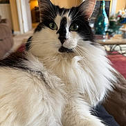 Fluffball joined the competition — help win amazing prizes! black_and_white, cat, couch, cozy, curious, decor, domestic_animal, feline, fireplace, fluffy, fur, furniture, green_eyes, home, indoor, living_room, pet, portrait, relaxed, whiskers