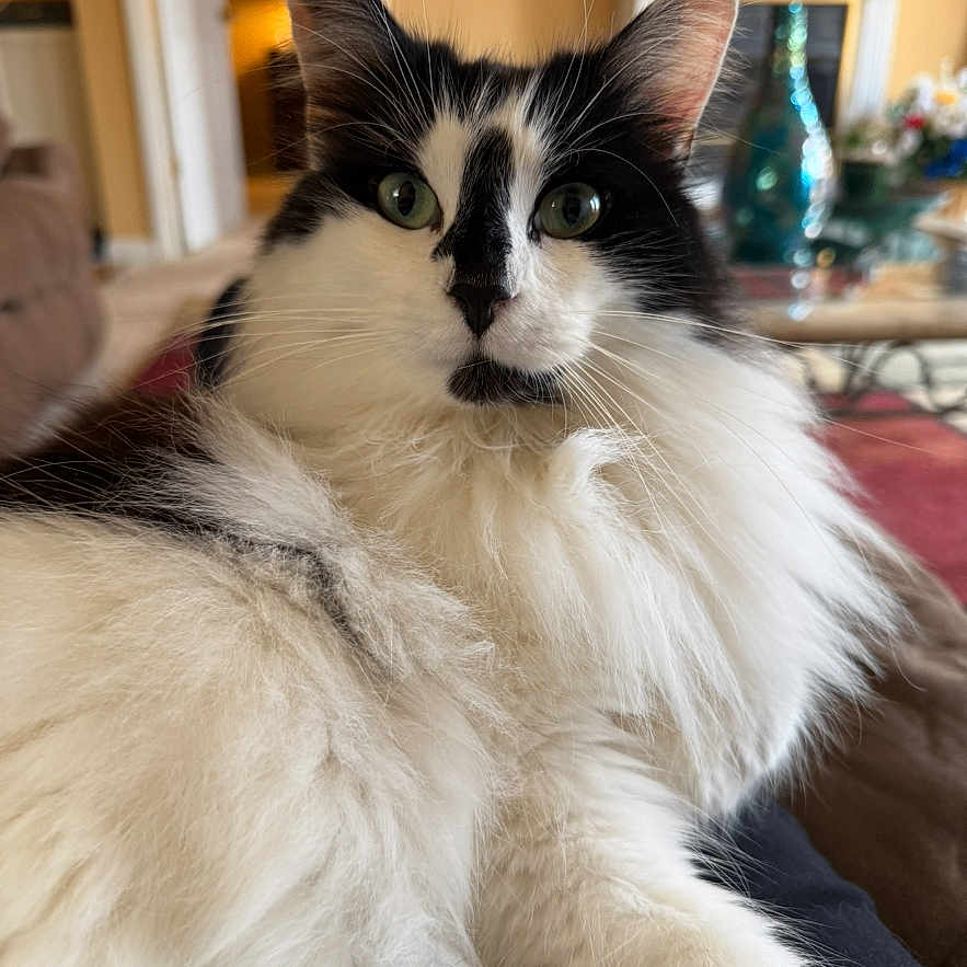 Fluffball joined the competition — help win amazing prizes! black_and_white, cat, couch, cozy, curious, decor, domestic_animal, feline, fireplace, fluffy, fur, furniture, green_eyes, home, indoor, living_room, pet, portrait, relaxed, whiskers