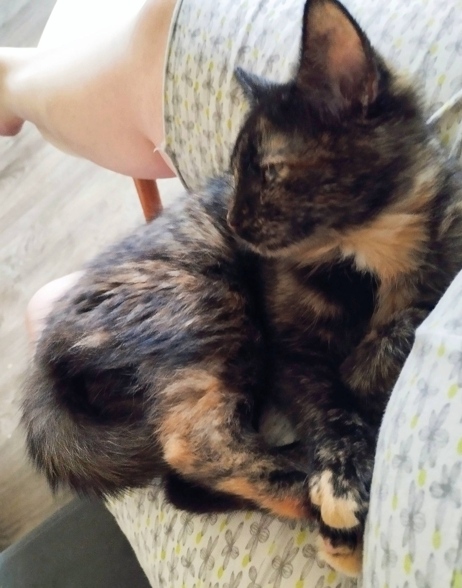 Saori participe au concours pour gagner de l'argent avec cette photo : bed, carnivore, cat, claw, comfort, domestic_short_haired_cat, felidae, foot, fur, lap, nap, paw, sleep, small_to_medium_sized_cats, snout, tail, whiskers