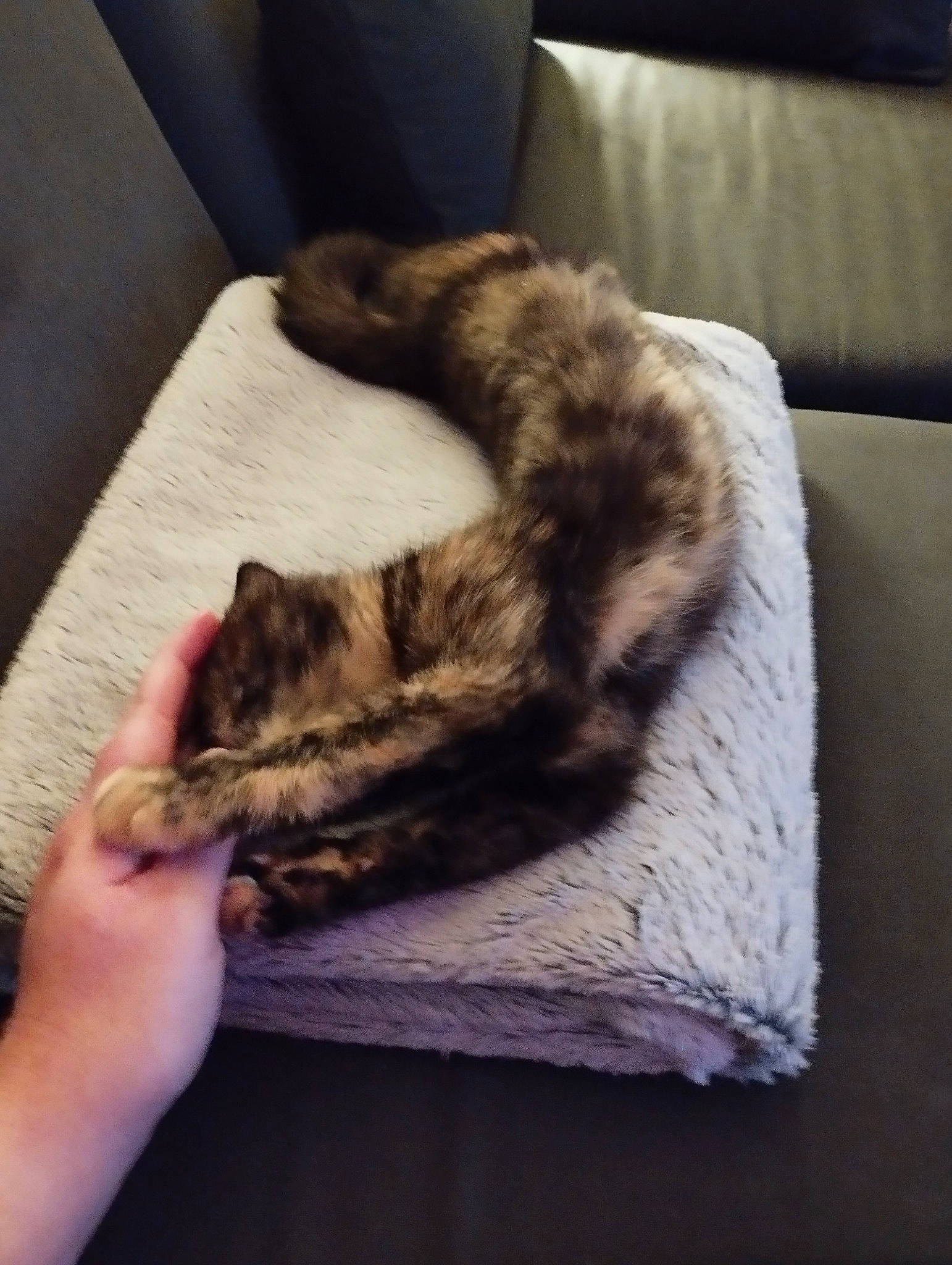 Saori participe au concours pour gagner de l'argent avec cette photo : canidae, carnivore, cat, claw, cloud, comfort, couch, domestic_short_haired_cat, felidae, flooring, fur, hardwood, linens, nap, paw, small_to_medium_sized_cats, snout, tail, whiskers, wood