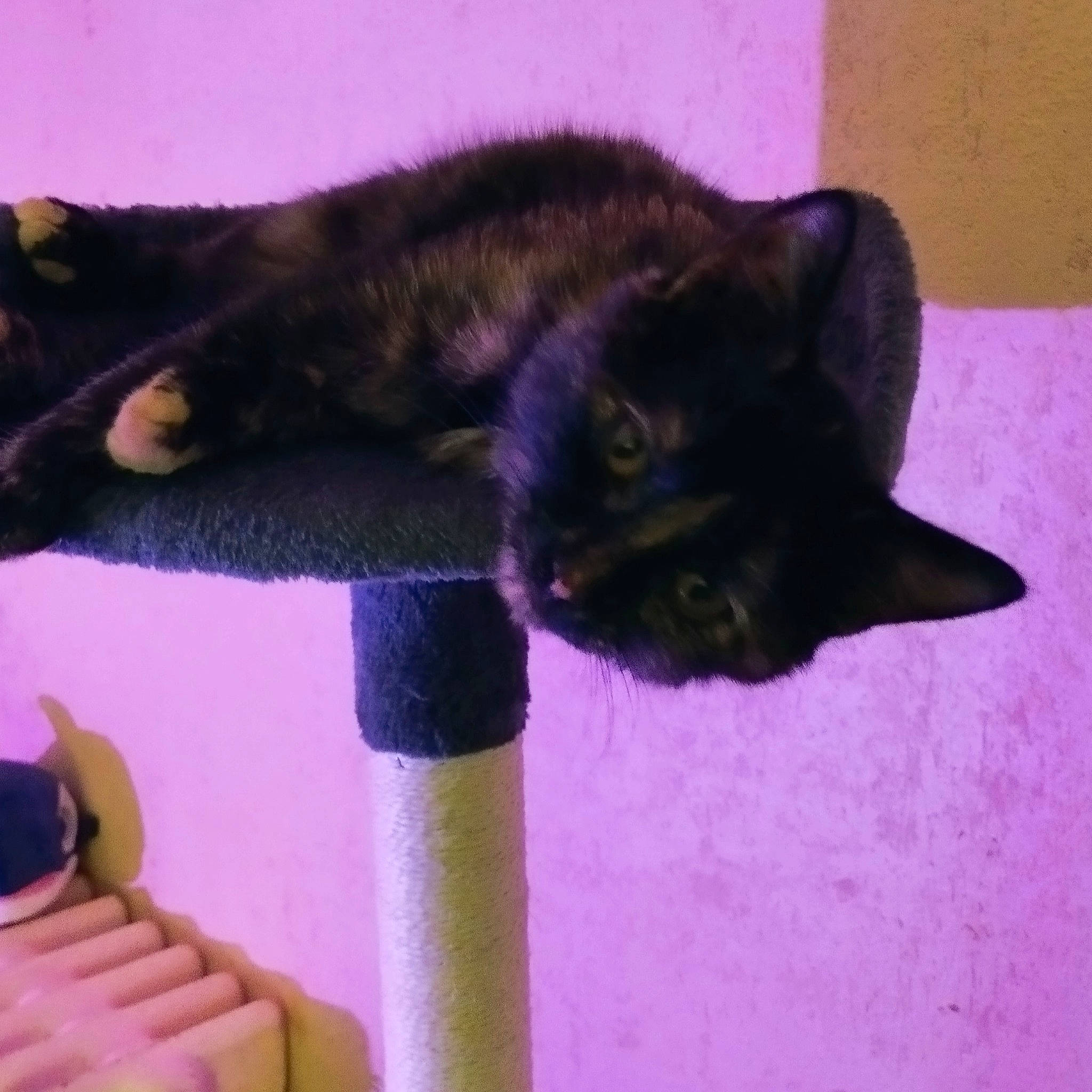 Saori participe au concours pour gagner de l'argent avec cette photo : black_cat, bombay, carnivore, cat, cat_supply, claw, comfort, domestic_short_haired_cat, felidae, fur, purple, small_to_medium_sized_cats, tail, terrestrial_animal, whiskers