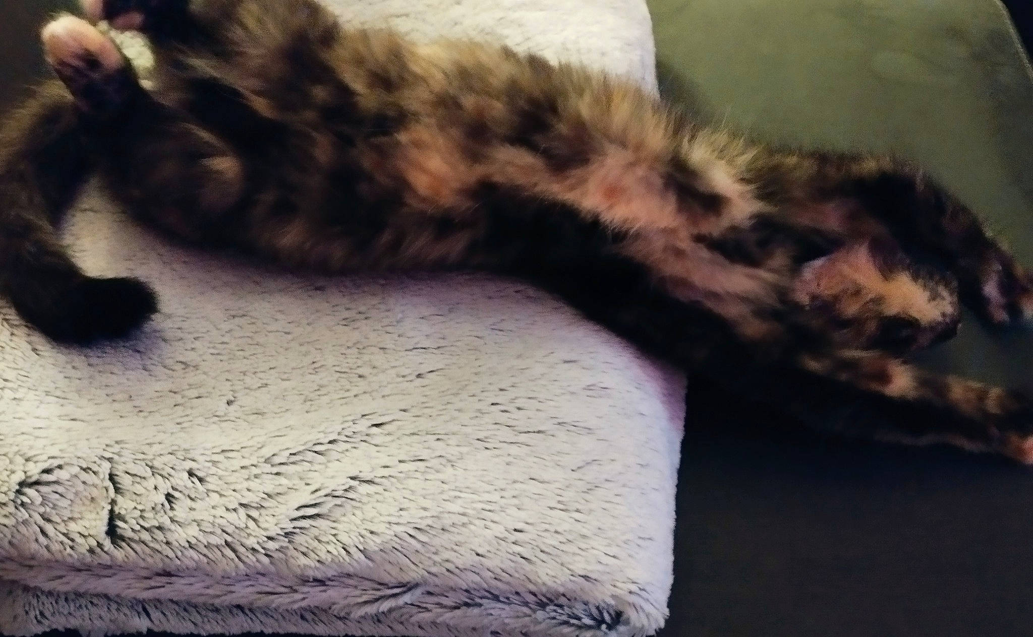 Saori participe au concours pour gagner de l'argent avec cette photo : canidae, carnivore, cat, claw, cloud, dog_breed, domestic_short_haired_cat, felidae, fur, metal, meteorological_phenomenon, paw, sky, small_to_medium_sized_cats, snout, sporting_group, tail, terrestrial_animal, whiskers, wildlife