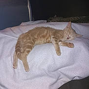 Cléo participe au concours pour gagner de l'argent avec cette photo : blanket, cat, couch, cozy, domestic_animal, fur, furniture, ginger_cat, indoor, kitten, living_room, nap, paw, pet, relaxed, sleeping, sofa, soft_texture, tabby, whiskers