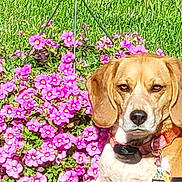Gemma is registered to the contest to win money with this photo: dog, flower, pink_flower, green_grass, collar, pet, outdoor, nature, summer, sunlight, garden, beagle, plant, leaf, animal, grass, closeup, portrait, cute, canine